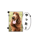 可愛い犬、アイリッシュセッターのスタンプ（個別スタンプ：13）