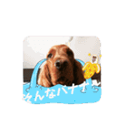 可愛い犬、アイリッシュセッターのスタンプ（個別スタンプ：14）
