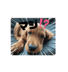 可愛い犬、アイリッシュセッターのスタンプ（個別スタンプ：15）