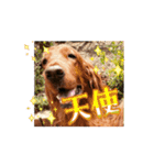 可愛い犬、アイリッシュセッターのスタンプ（個別スタンプ：16）