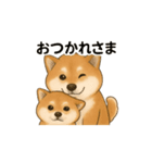 柴犬の日常23（個別スタンプ：1）