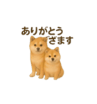 柴犬の日常23（個別スタンプ：4）