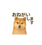 柴犬の日常23（個別スタンプ：5）