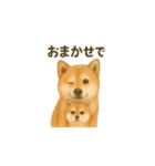 柴犬の日常23（個別スタンプ：7）