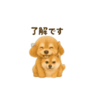 柴犬の日常23（個別スタンプ：9）