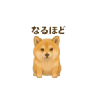 柴犬の日常23（個別スタンプ：10）