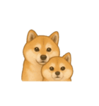 柴犬の日常23（個別スタンプ：11）