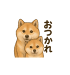 柴犬の日常23（個別スタンプ：12）