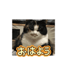 ハルジルチョコビビ動くスタンプ（個別スタンプ：3）