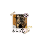 ハルジルチョコビビ動くスタンプ（個別スタンプ：5）