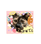 ハルジルチョコビビ動くスタンプ（個別スタンプ：7）