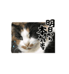 ハルジルチョコビビ動くスタンプ（個別スタンプ：9）