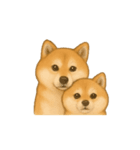 動く柴犬の日常無言（個別スタンプ：11）