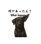 黒ラブのバスちゃん｜リアルなラブラドール（個別スタンプ：18）