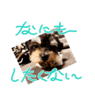 フジ丸店長②（個別スタンプ：2）