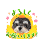 フジ丸店長②（個別スタンプ：6）