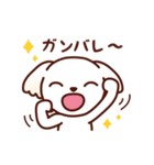 マルチーズ_モモの応援スタンプ（個別スタンプ：9）