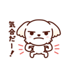 マルチーズ_モモの応援スタンプ（個別スタンプ：13）