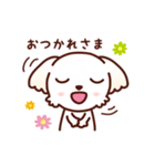 マルチーズ_モモの応援スタンプ（個別スタンプ：14）