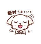 マルチーズ_モモの応援スタンプ（個別スタンプ：19）