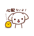 マルチーズ_モモの応援スタンプ（個別スタンプ：20）