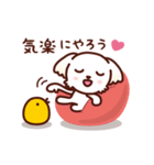 マルチーズ_モモの応援スタンプ（個別スタンプ：25）