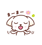 マルチーズ_モモの応援スタンプ（個別スタンプ：34）