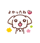 マルチーズ_モモの応援スタンプ（個別スタンプ：37）