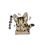 猫のスタンプ アメショ（個別スタンプ：3）