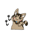 猫のスタンプ アメショ（個別スタンプ：9）