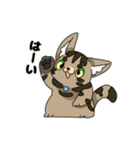 猫のスタンプ アメショ（個別スタンプ：11）