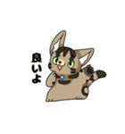 猫のスタンプ アメショ（個別スタンプ：18）