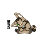 猫のスタンプ アメショ（個別スタンプ：26）