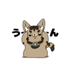 猫のスタンプ アメショ（個別スタンプ：30）