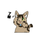 猫のスタンプ アメショ（個別スタンプ：34）