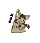 猫のスタンプ アメショ（個別スタンプ：35）