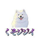 犬味 くそジジイ（個別スタンプ：1）