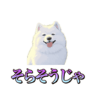 犬味 くそジジイ（個別スタンプ：2）