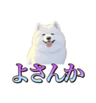 犬味 くそジジイ（個別スタンプ：3）
