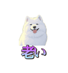 犬味 くそジジイ（個別スタンプ：8）