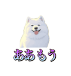 犬味 くそジジイ（個別スタンプ：10）