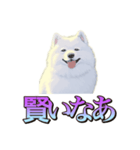 犬味 くそジジイ（個別スタンプ：11）