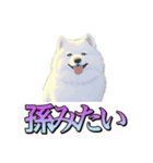 犬味 くそジジイ（個別スタンプ：12）