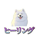 犬味 くそジジイ（個別スタンプ：15）