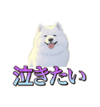 犬味 くそジジイ（個別スタンプ：20）