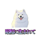 犬味 くそジジイ（個別スタンプ：21）