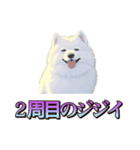 犬味 くそジジイ（個別スタンプ：30）