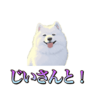 犬味 くそジジイ（個別スタンプ：33）