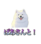犬味 くそジジイ（個別スタンプ：34）