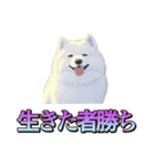 犬味 くそジジイ（個別スタンプ：36）